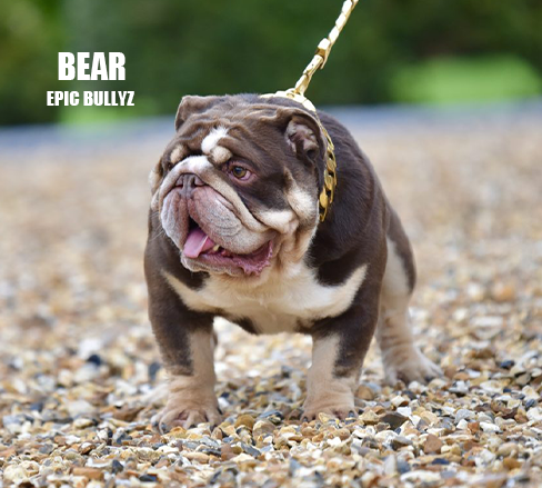 Bear - Epic Bullyz