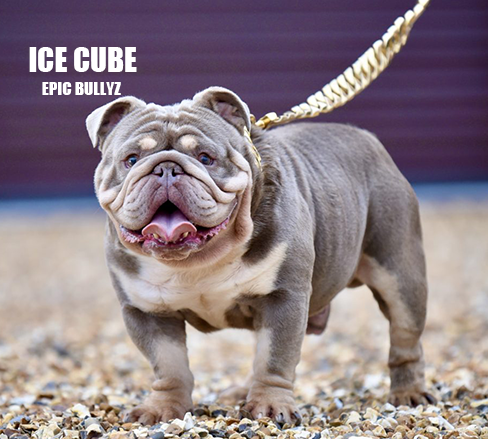Ice Cube - Epic Bullyz