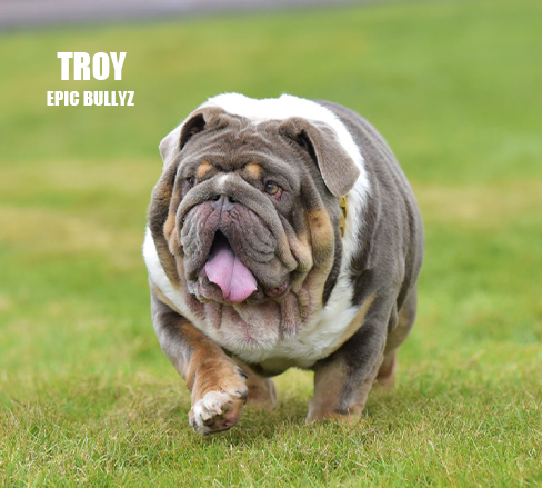 Troy - Epic Bullyz